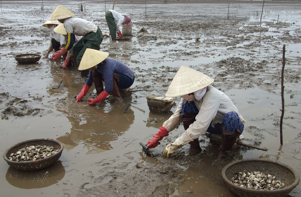 Nam Định Tạm ngừng khai thác ngao để tránh tảo độc